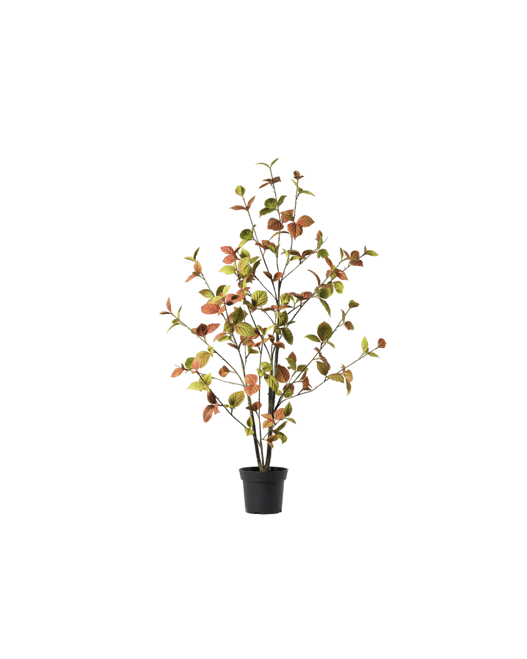 Beech leaf tree classic 100 cm