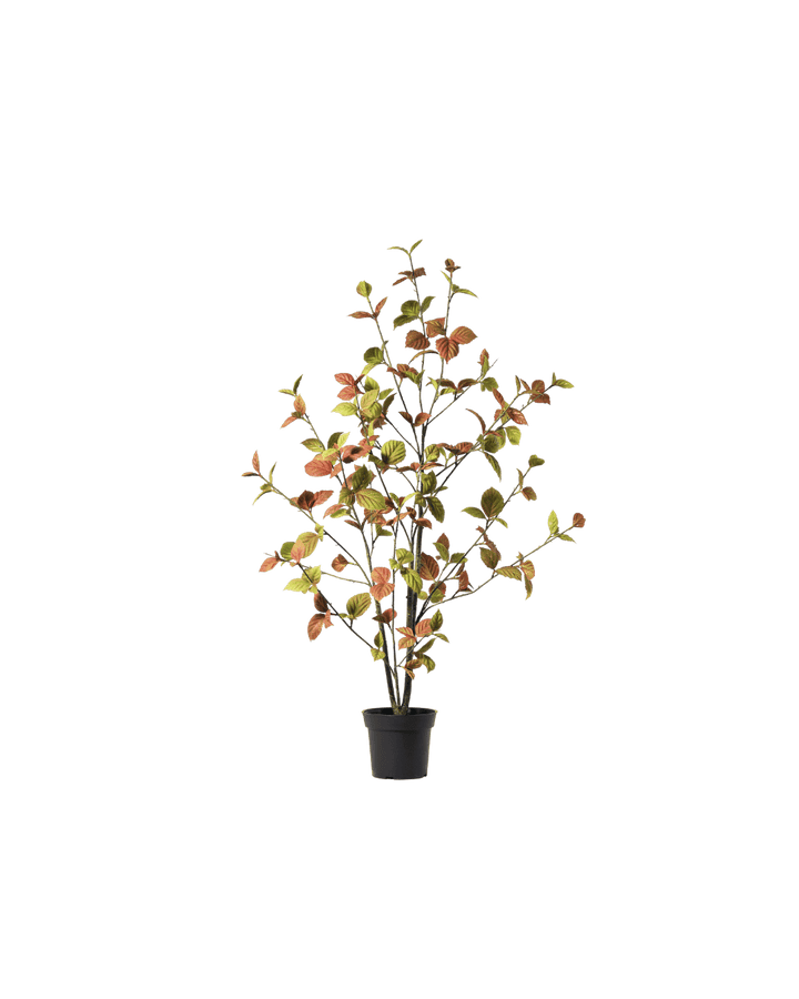 Beech leaf tree classic 100 cm