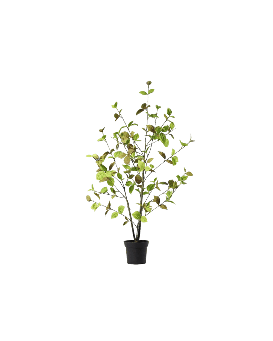 Beech leaf tree natural 100 cm