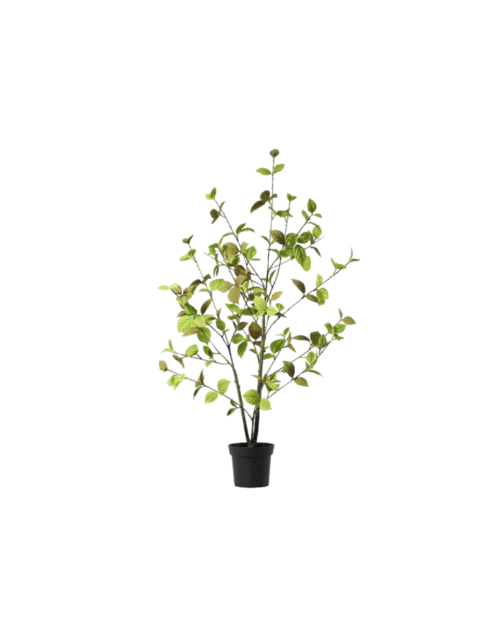Beech leaf tree natural 100 cm