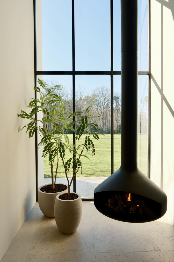 Mimosa boom 150 cm