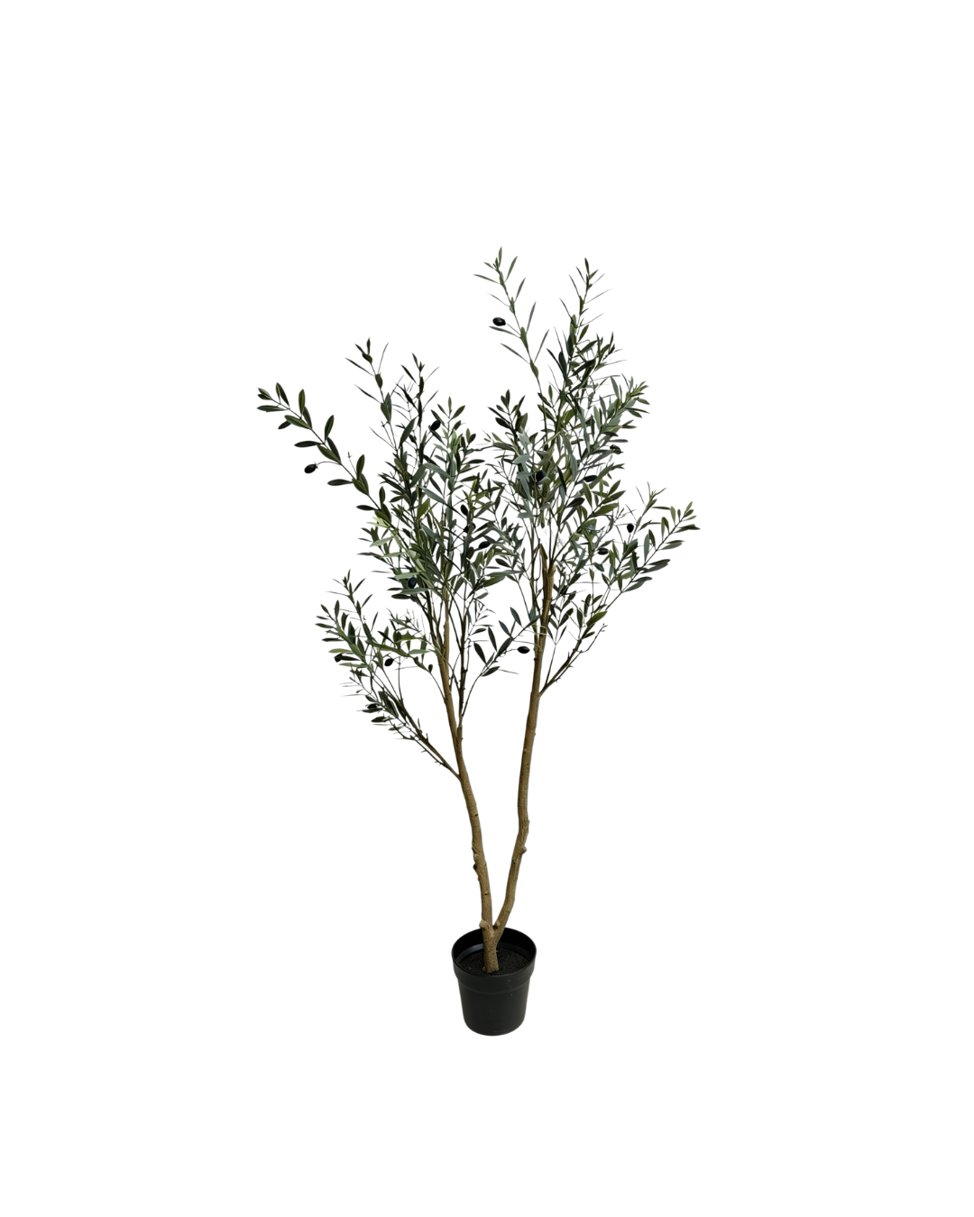 Olijfboom 120cm (UV)