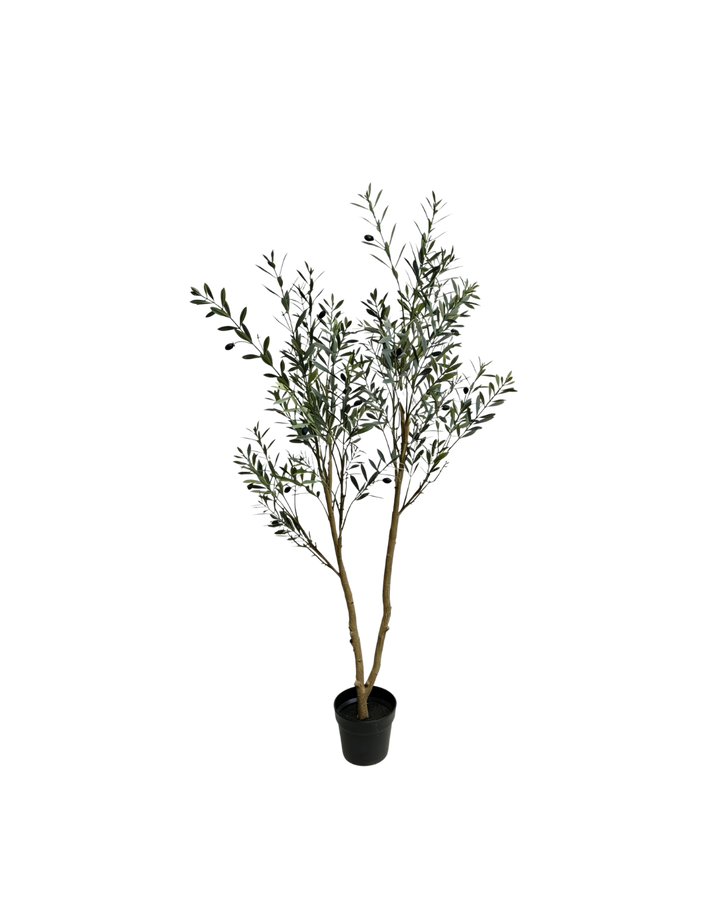 Olijfboom 120cm (UV)