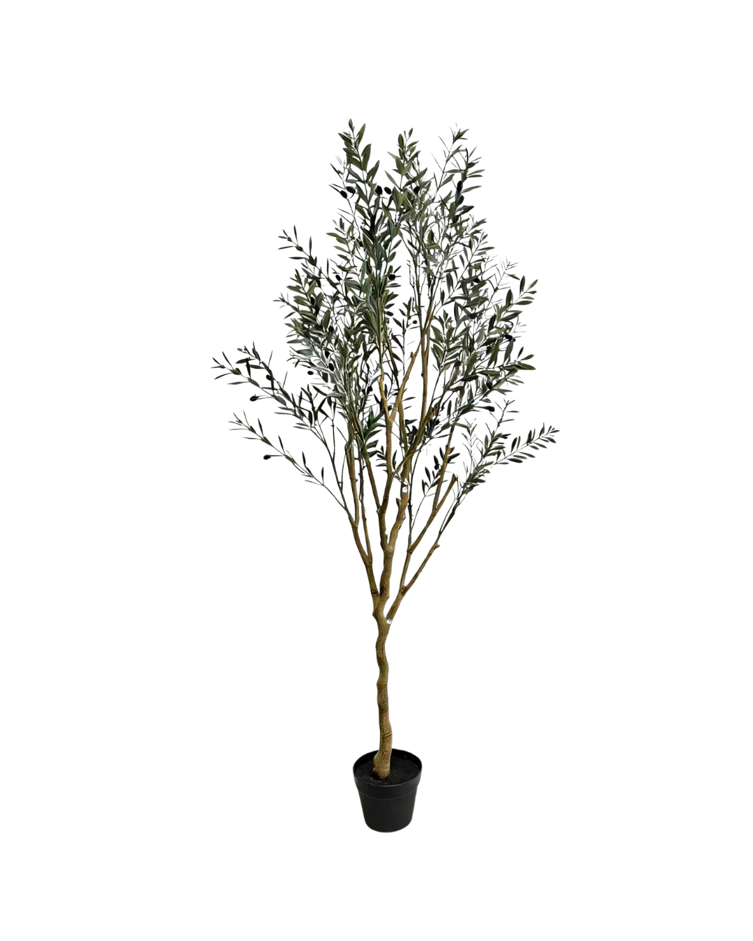 Olijfboom 170cm (UV)