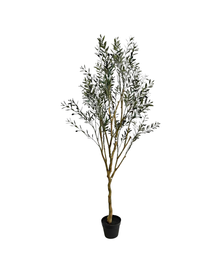 Olijfboom 170cm (UV)