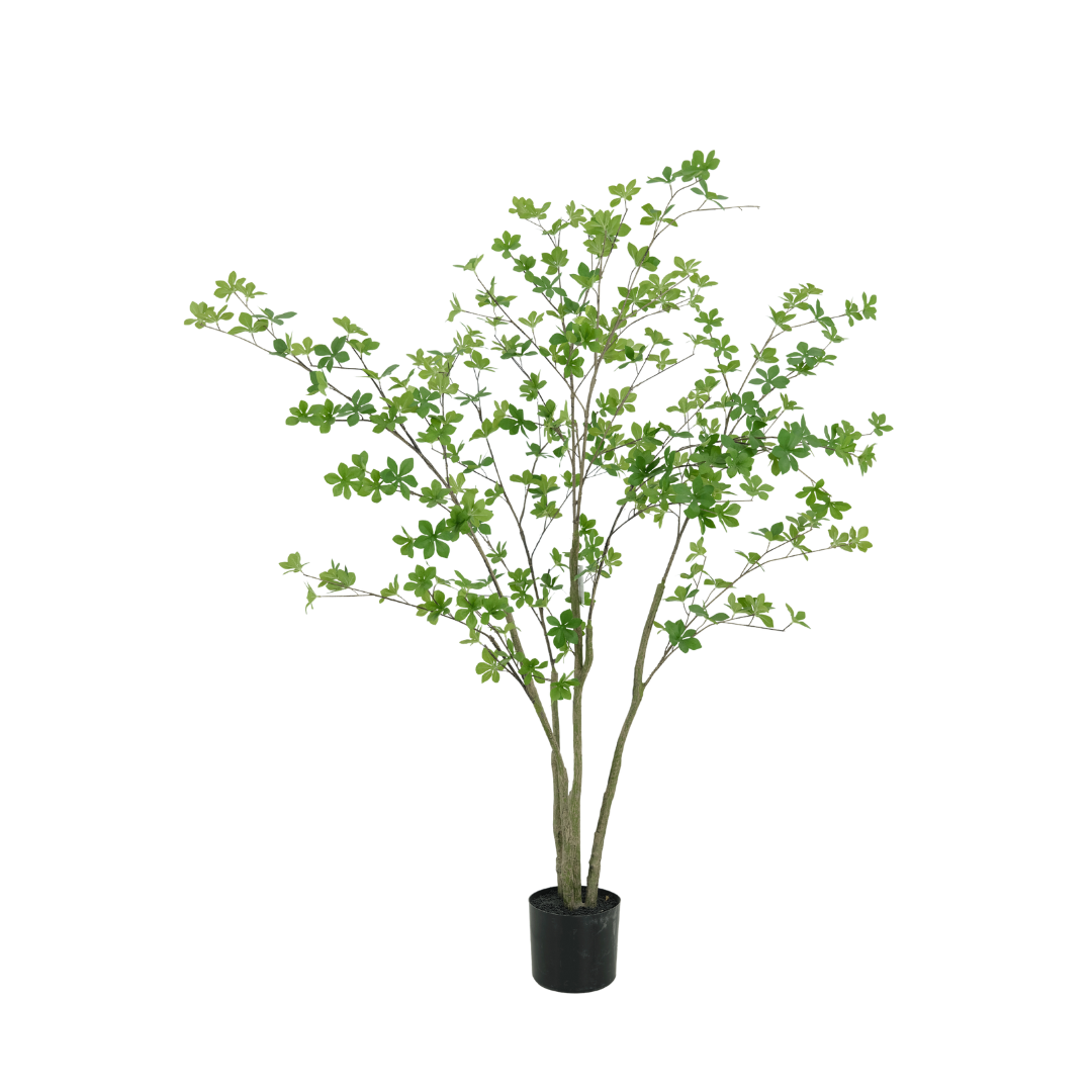 Enkianthus boom 150cm