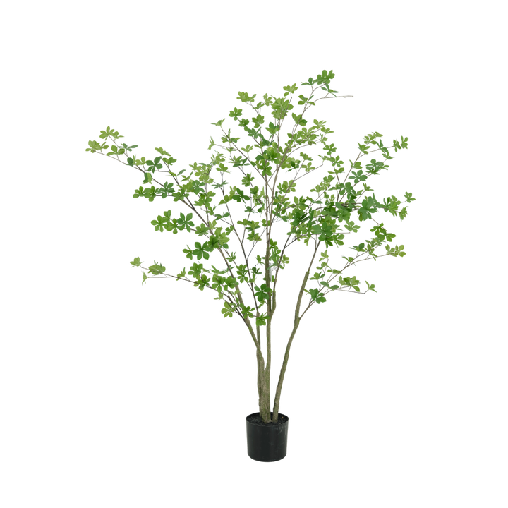 Enkianthus boom 150cm