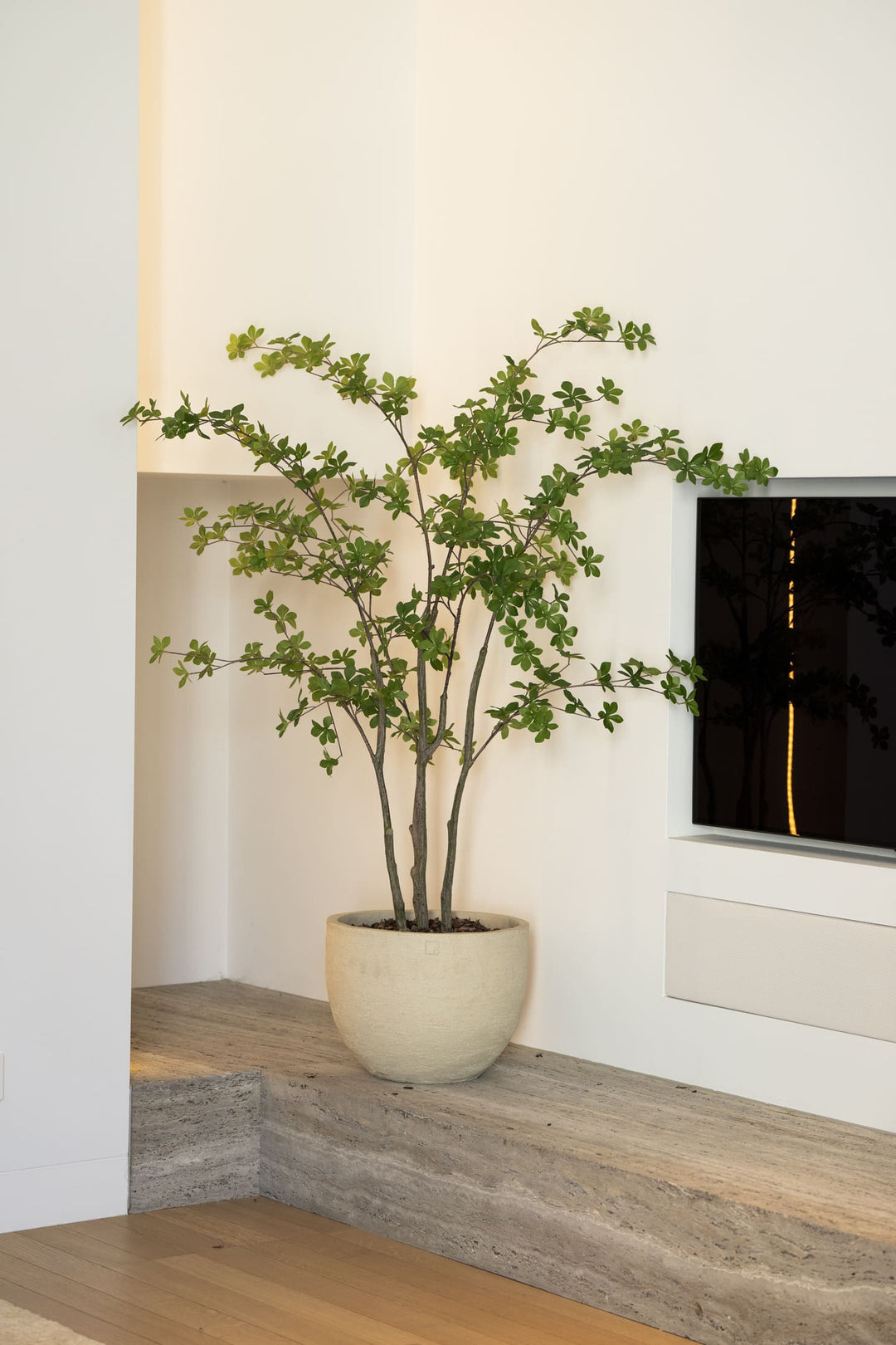 Enkianthus boom 150cm
