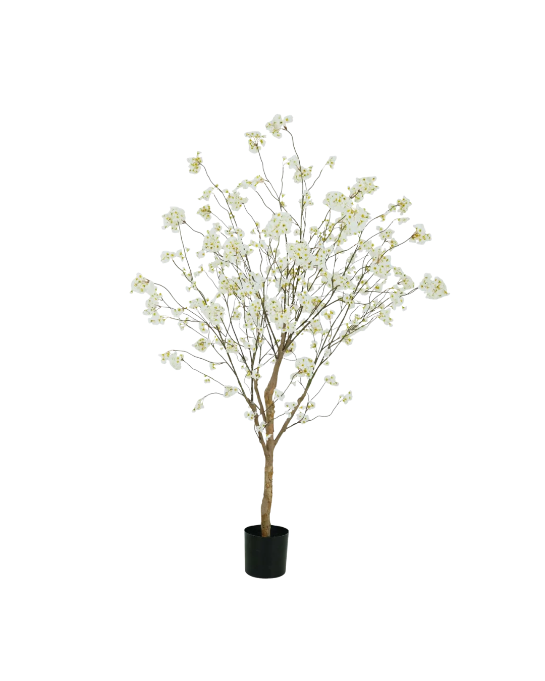 Bloesemboom crème 180cm