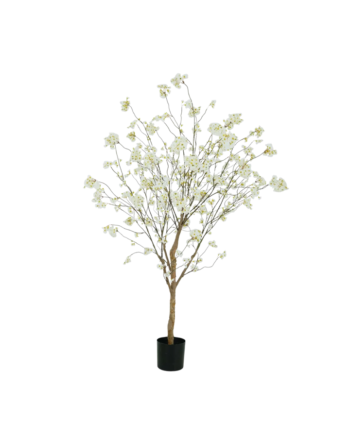 Bloesemboom crème 180cm