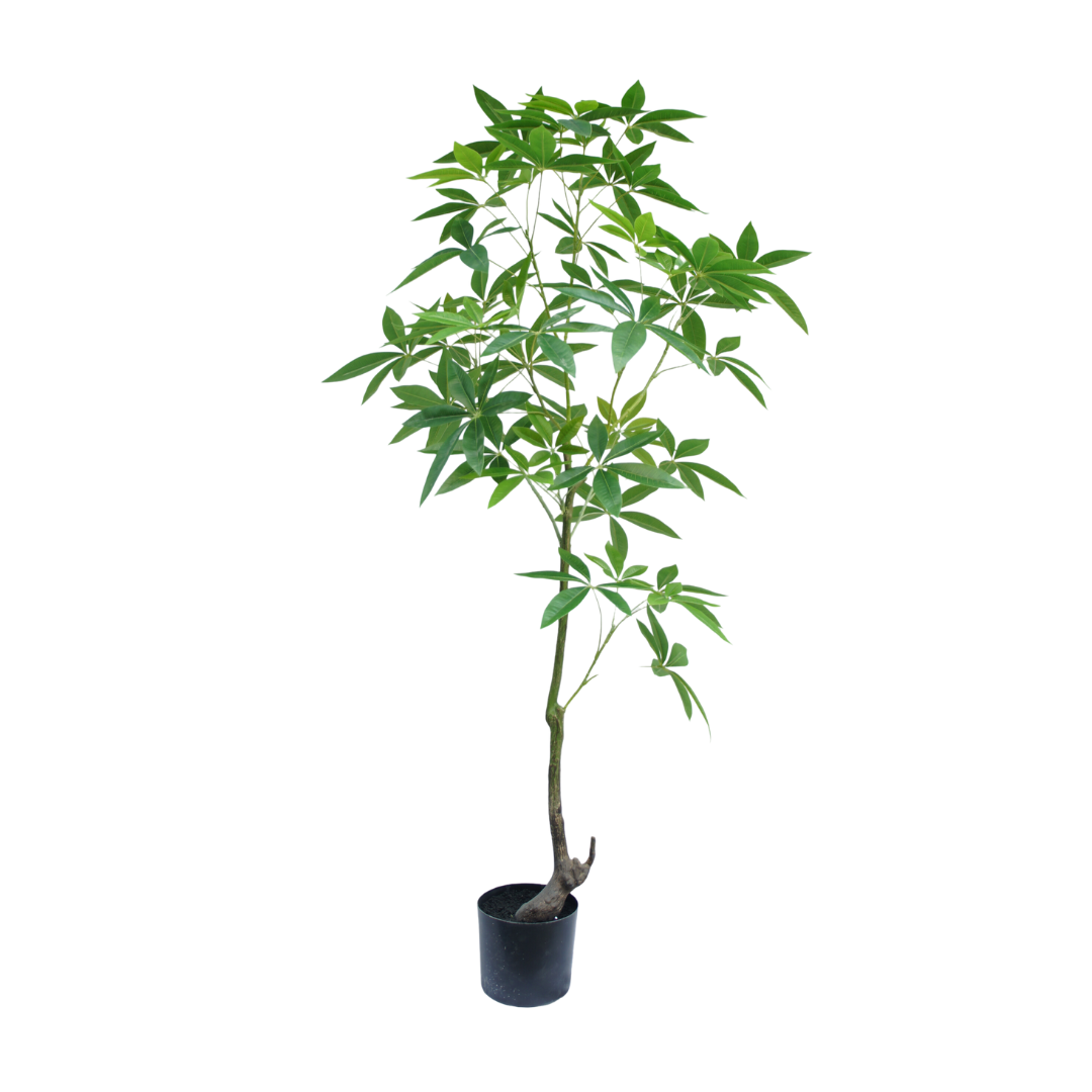 Schefflera boom 120cm