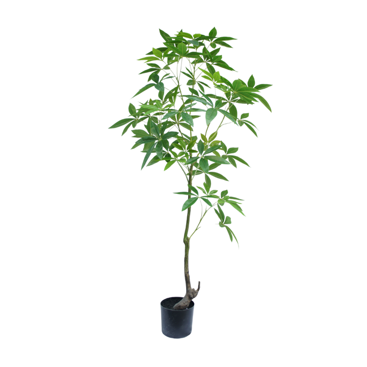 Schefflera boom 120cm