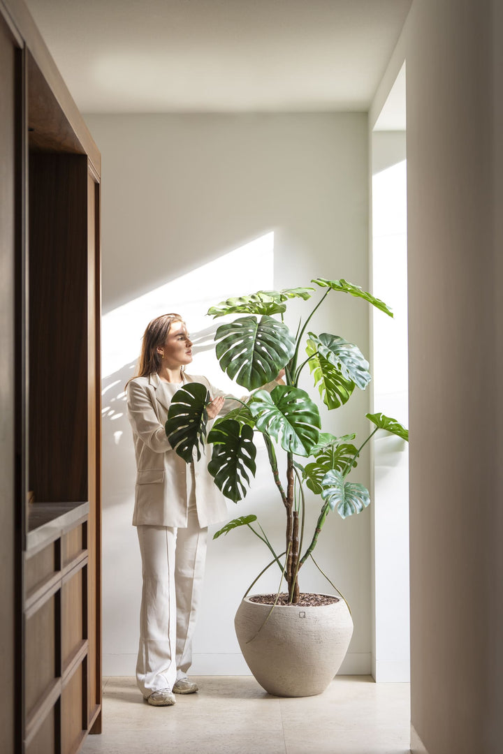 Monstera plant 180cm