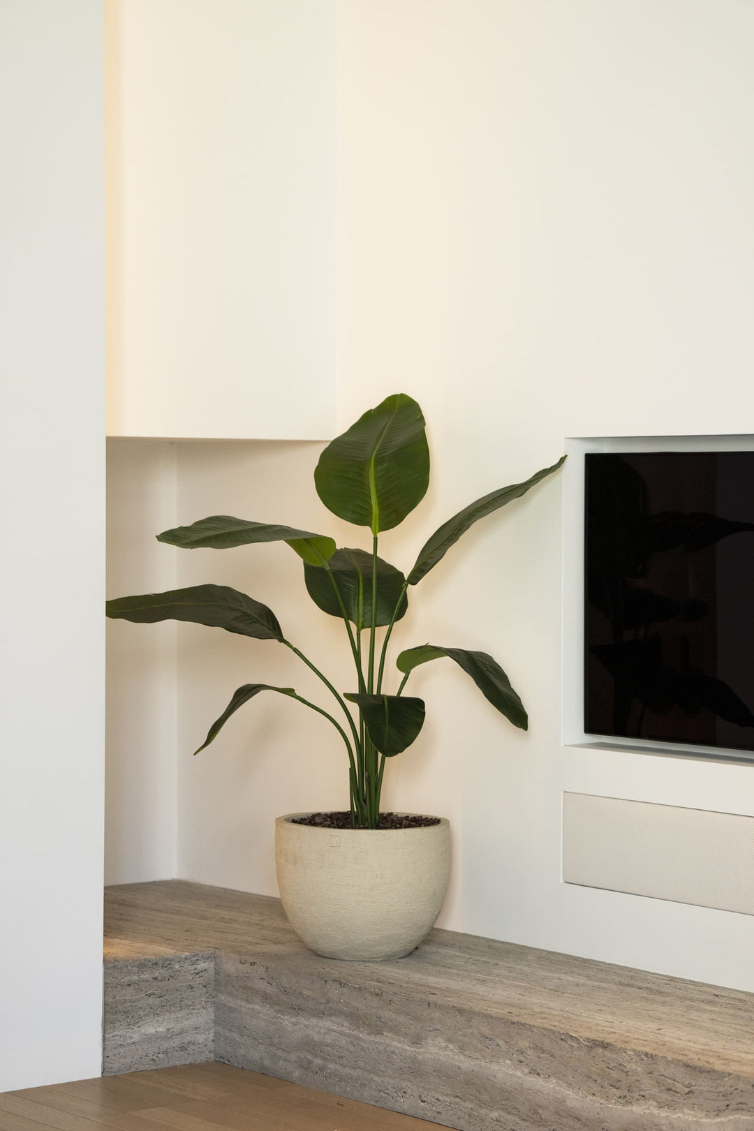 Strelitzia plant 120cm