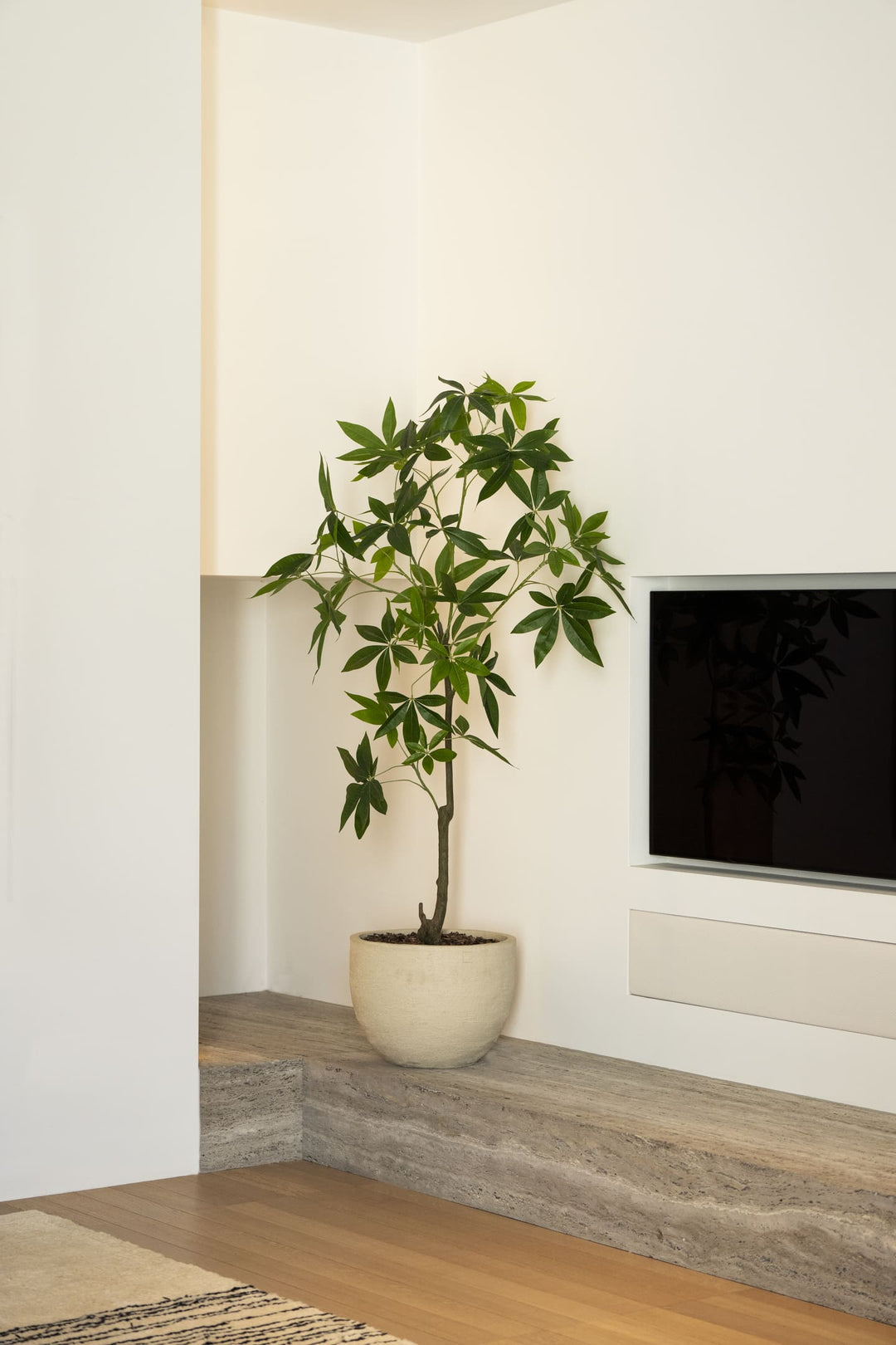 Schefflera boom 120cm