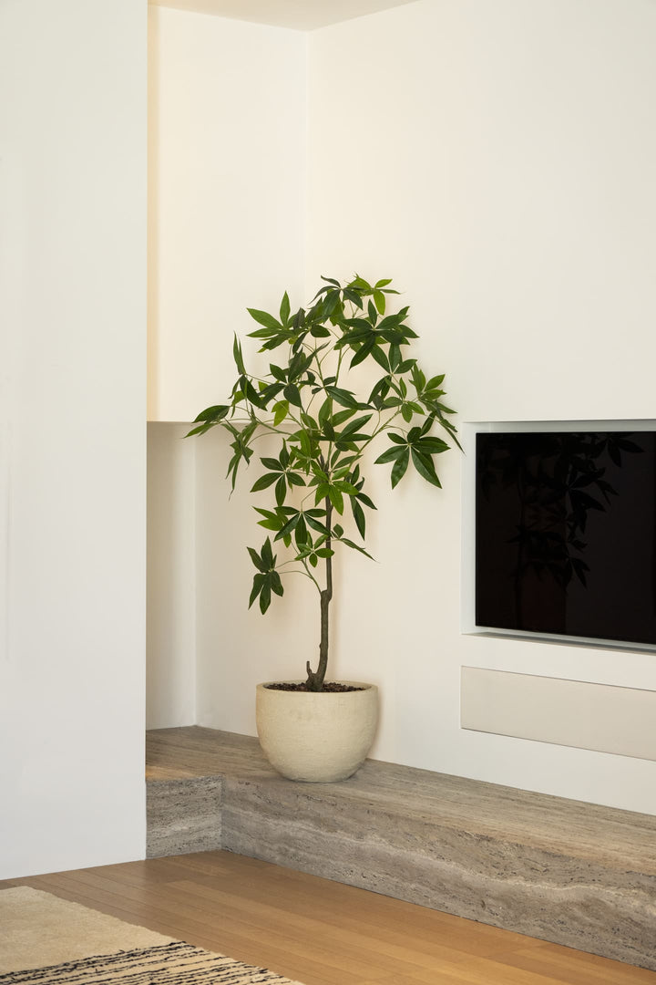 Schefflera boom 120cm
