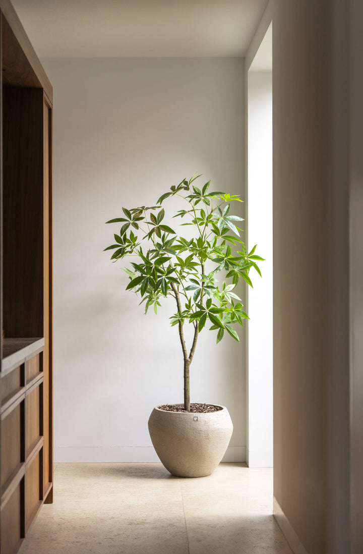 Kunstplant Schefflera boom 180cm
