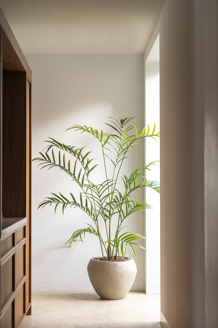 Palmplant 210cm