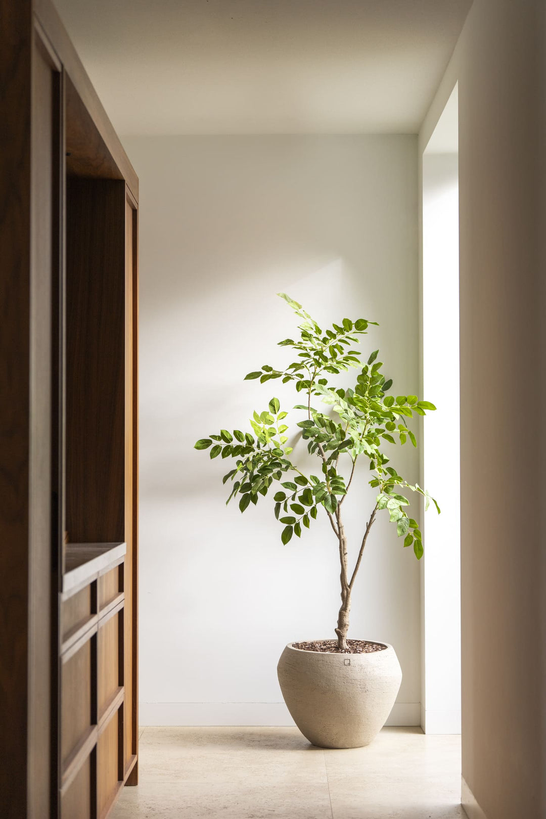 Sandelhout boom 180cm