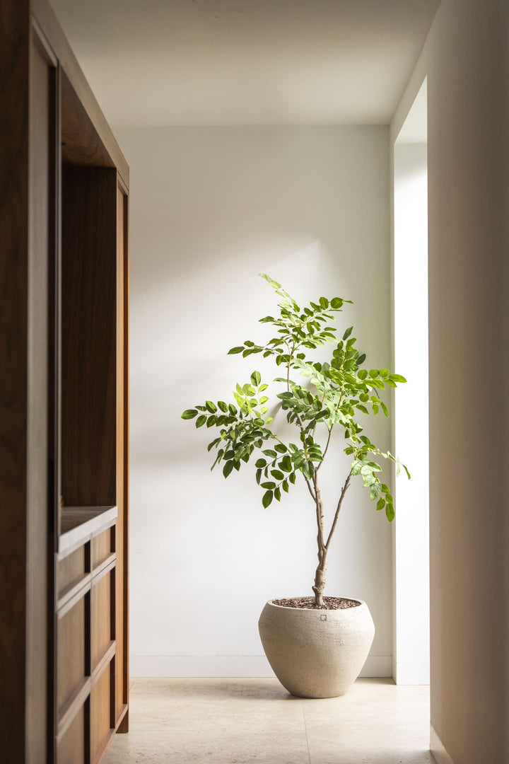 Sandelhout boom 180cm