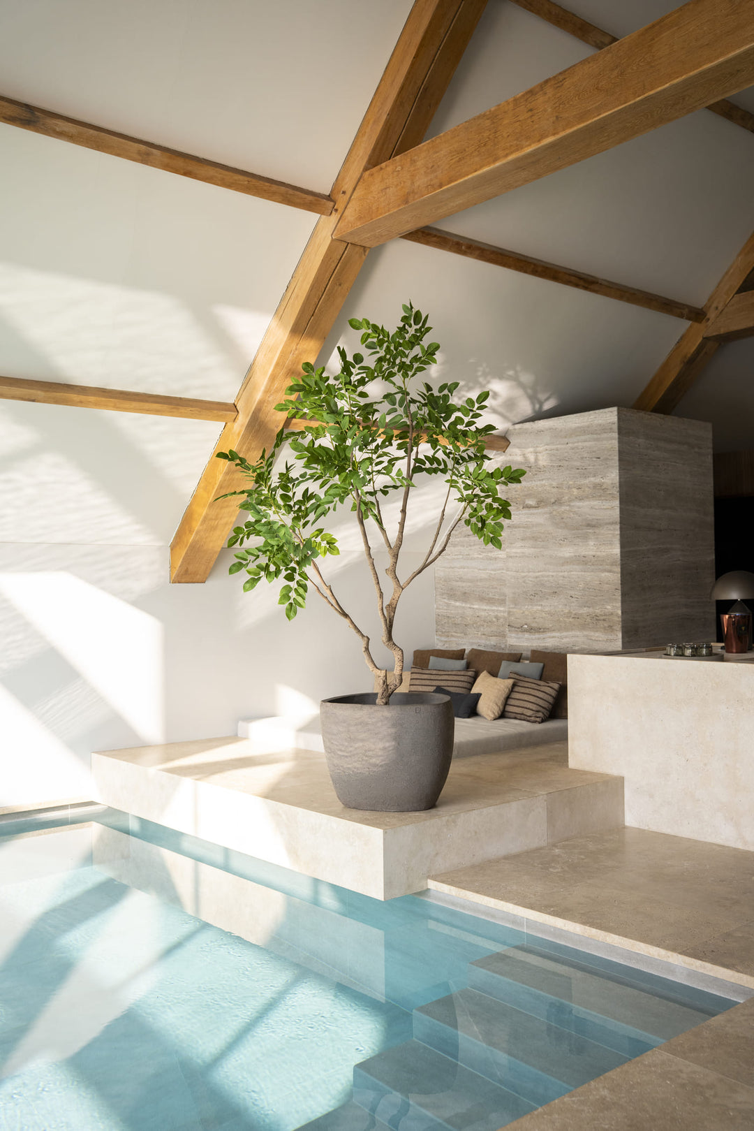 Sandelhout boom 240cm