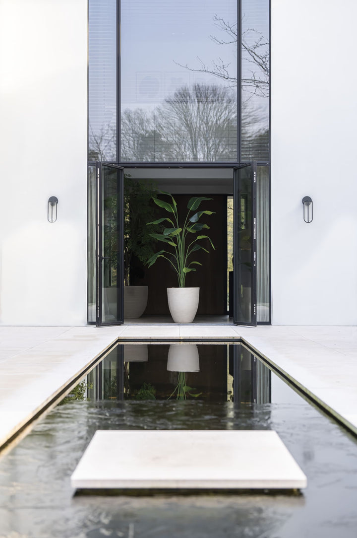 Strelitzia plant 210cm