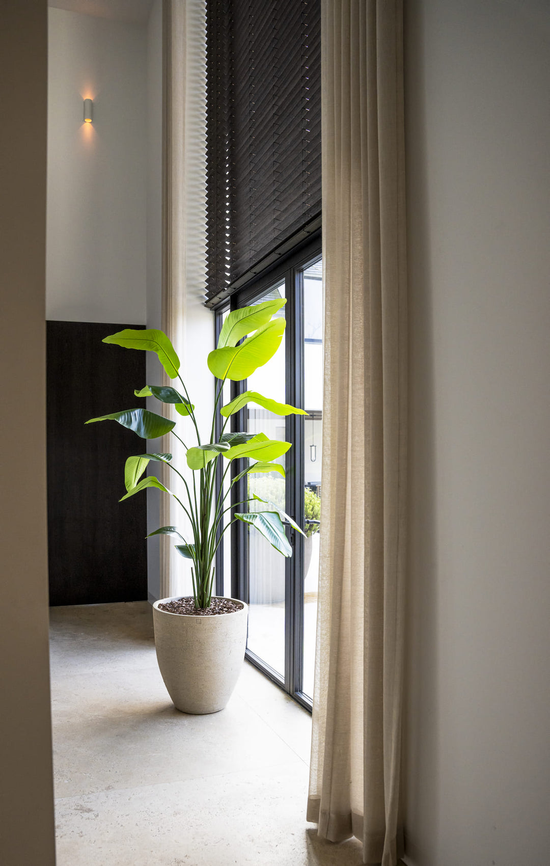 Strelitzia plant 210cm