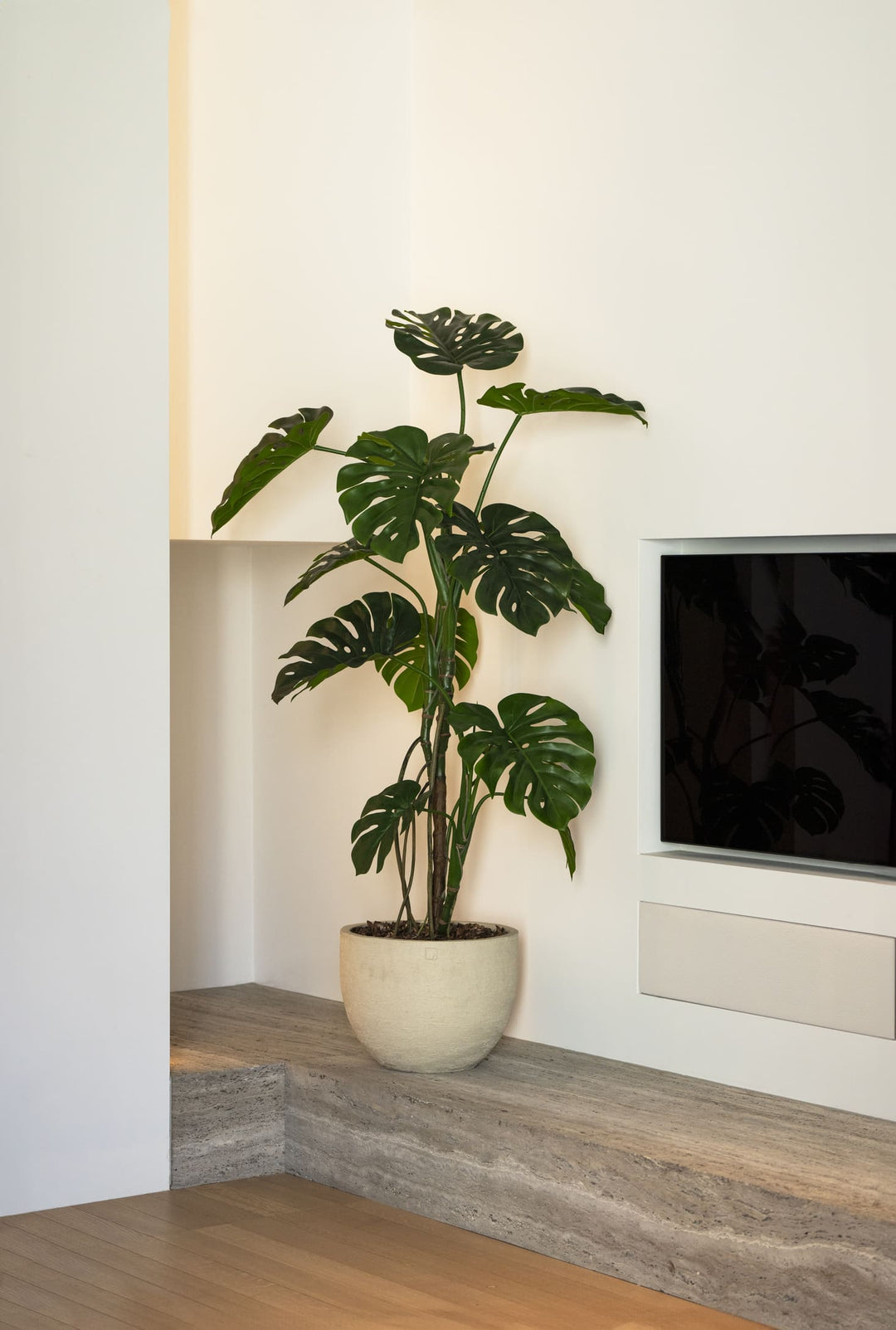 Monstera plant 150cm