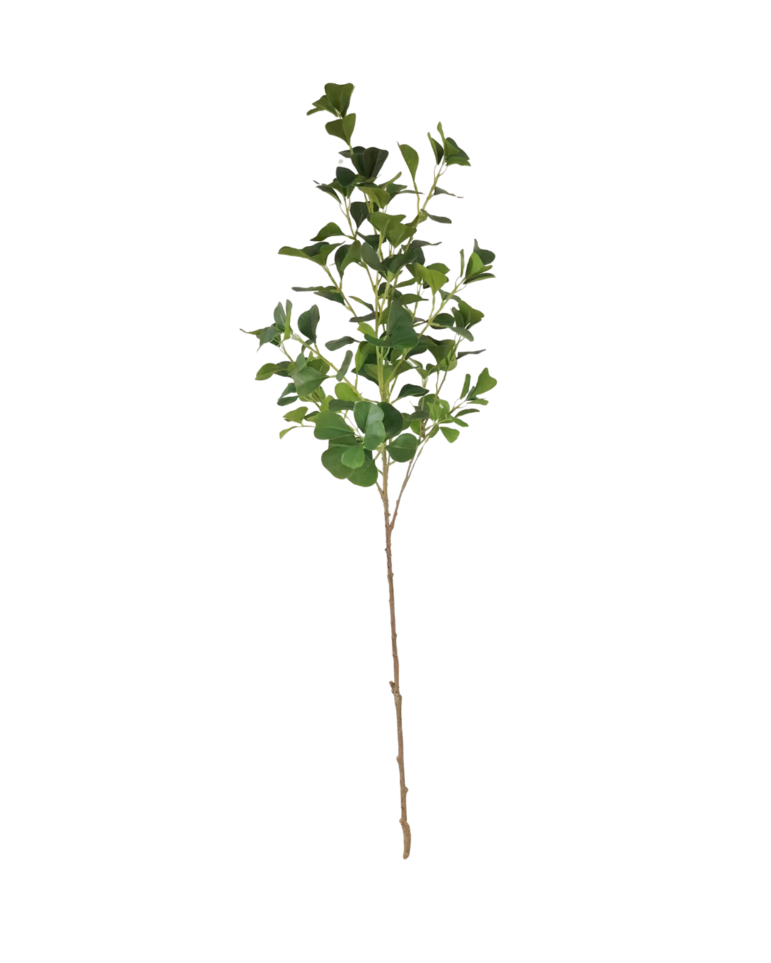 Ficus tak 110cm (set van 3)