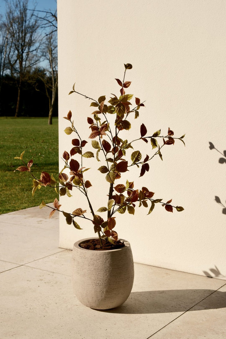 Beech leaf tree classic 100 cm