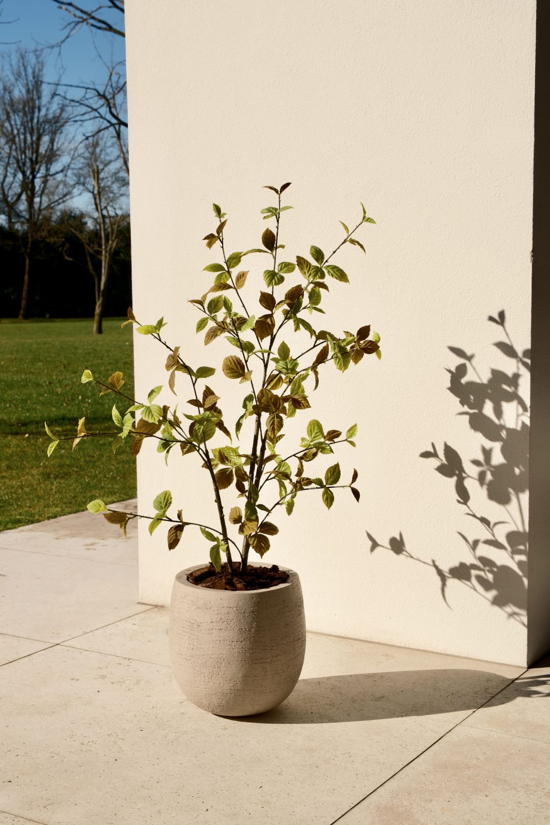 Beech leaf tree natural 100 cm