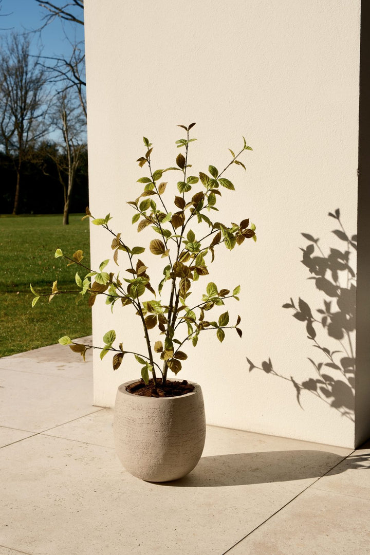 Beech leaf tree natural 100 cm
