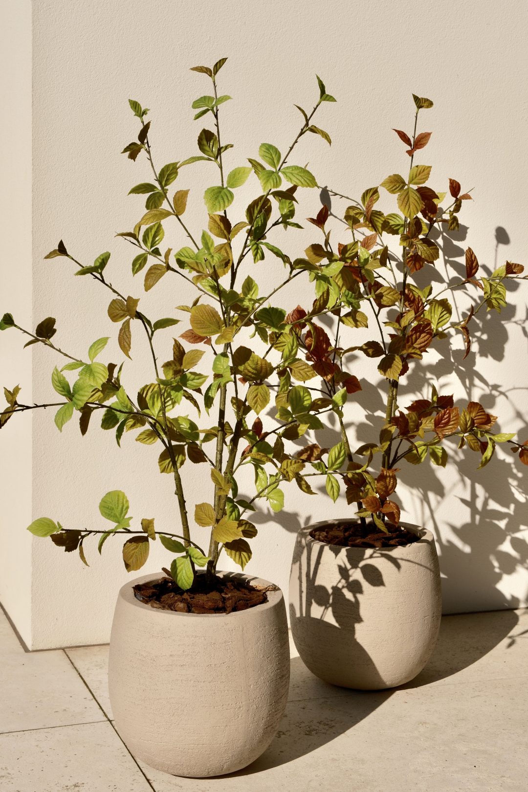 Beech leaf tree natural 100 cm