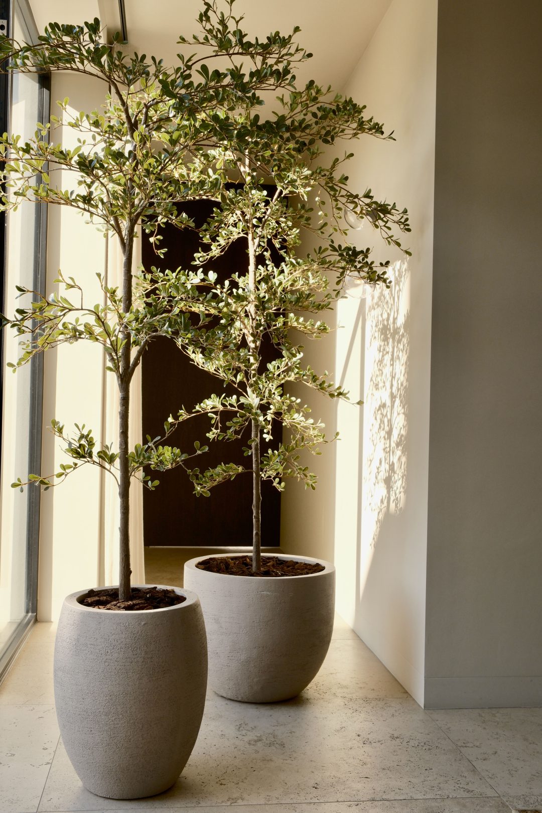 Black Olive boom 180 cm