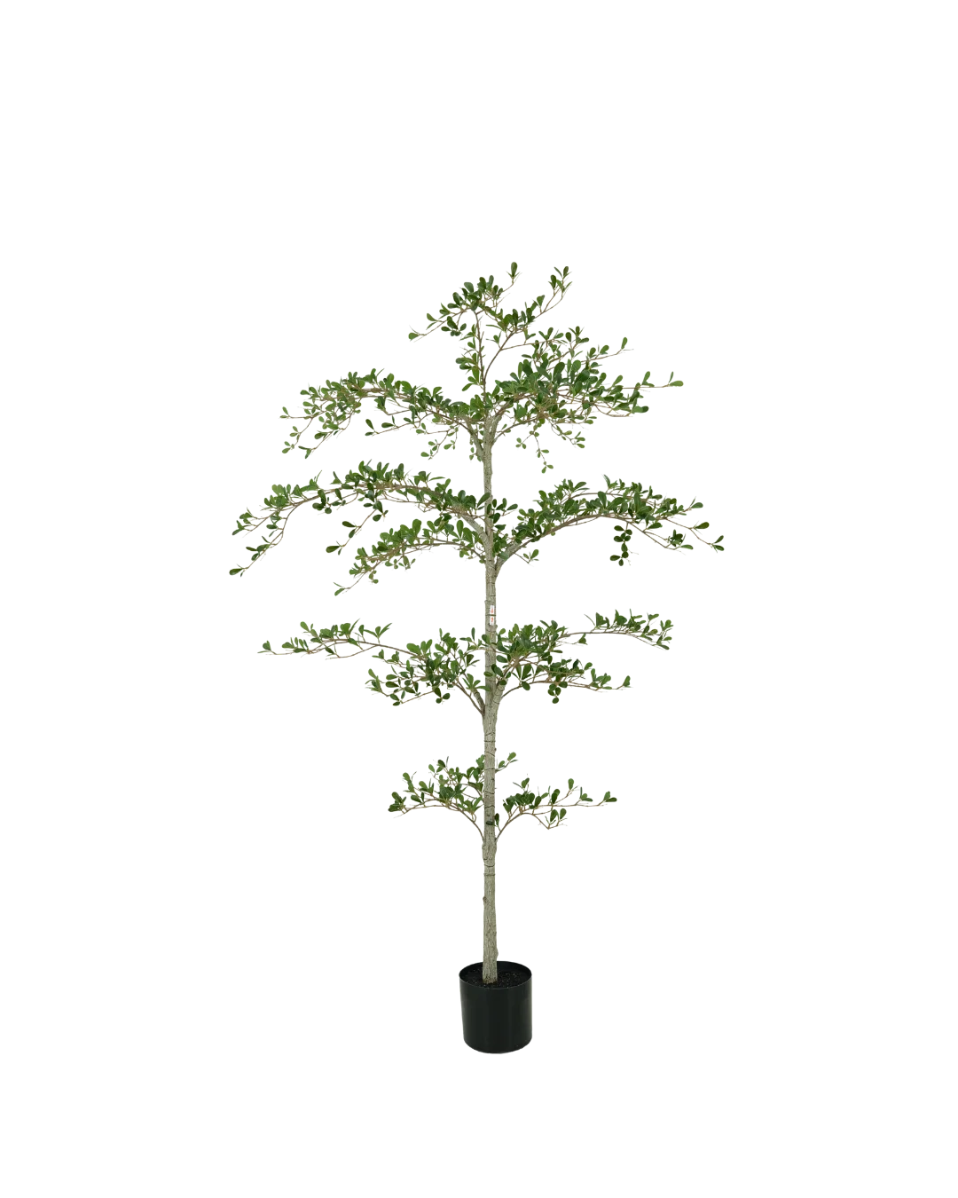Black Olive boom 180 cm