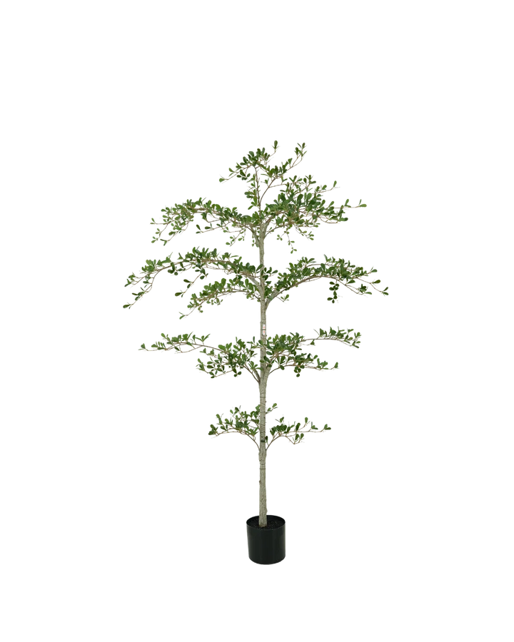Black Olive boom 180 cm