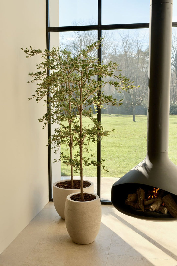 Black Olive boom 180 cm