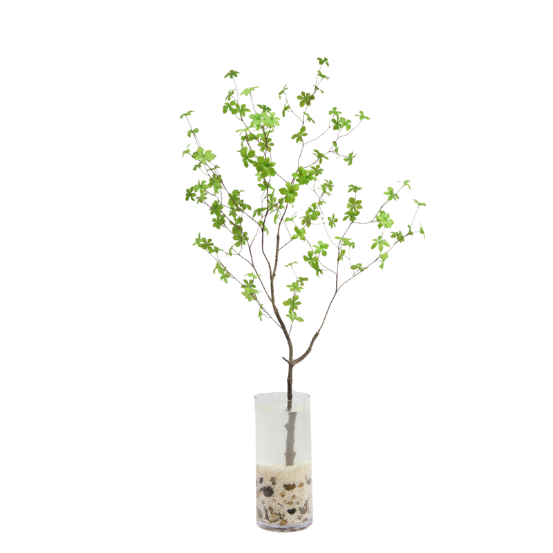 Enkianthus tak 150cm