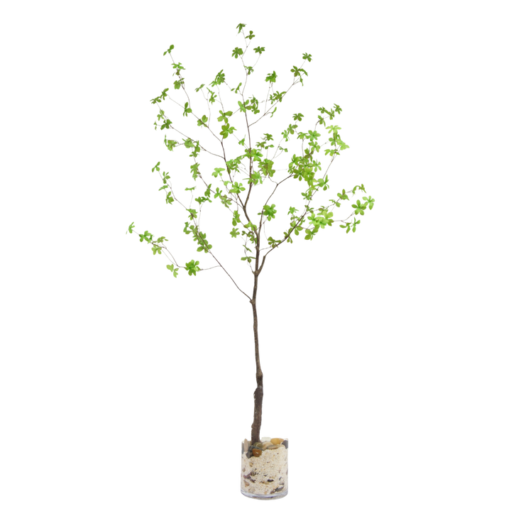 Enkianthus tak 180cm