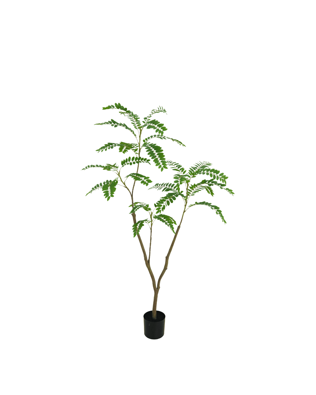 Mimosa boom 150 cm