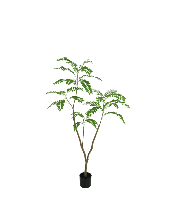 Mimosa boom 150 cm