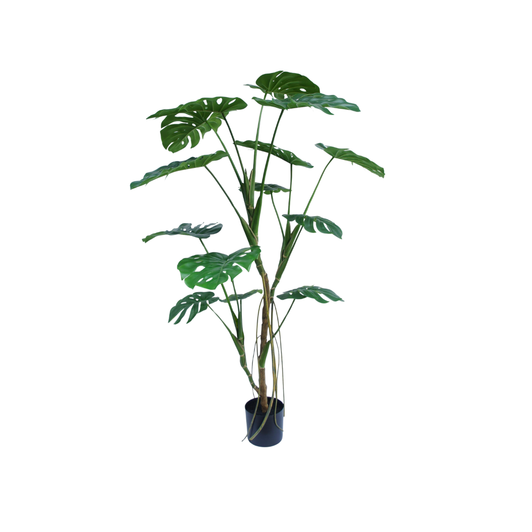 Monstera plant 150cm