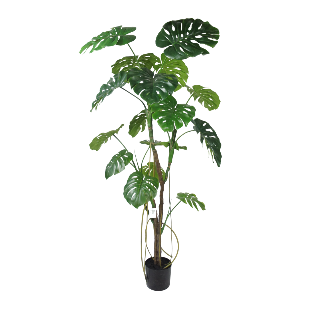 Monstera plant 180cm