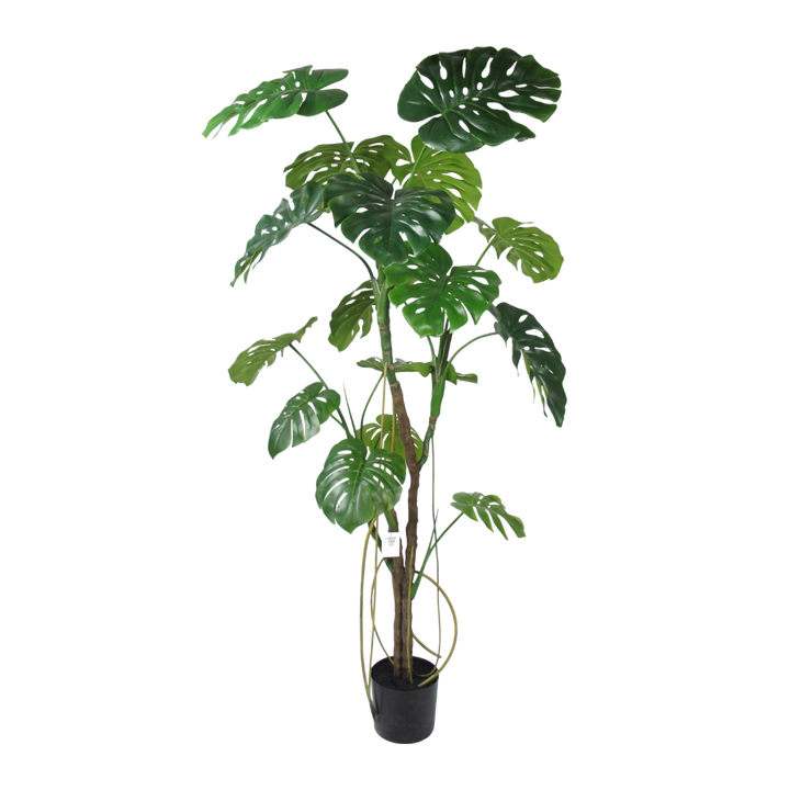 Monstera plant 180cm