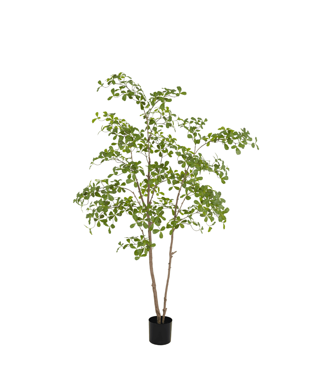 Silk House Moringa Tree 210 cm