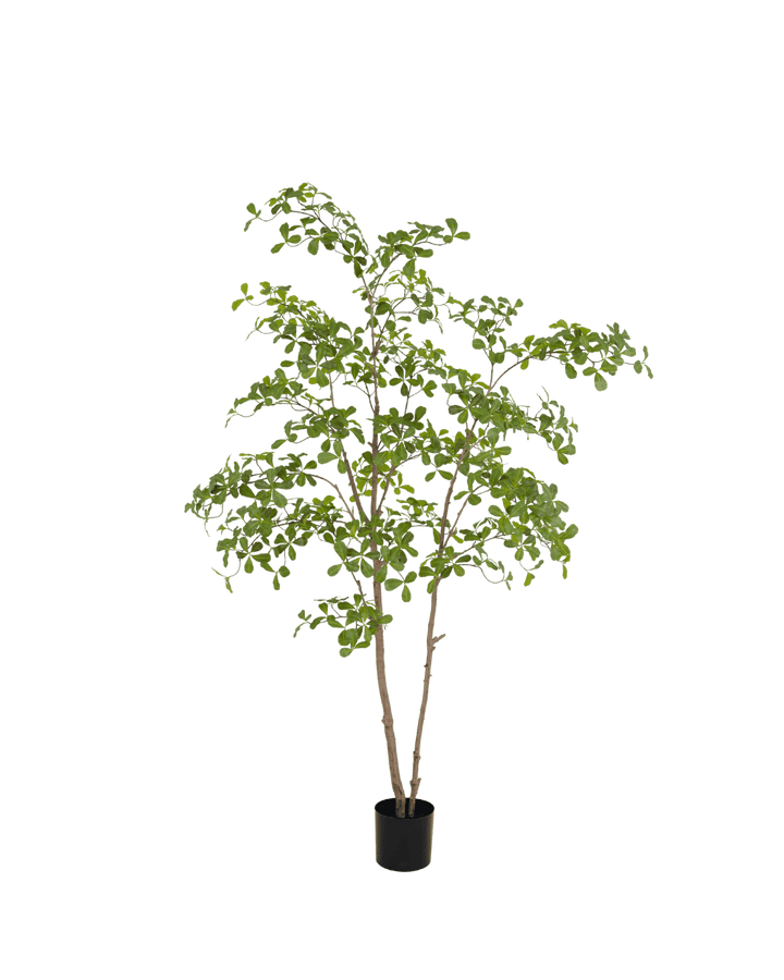 Silk House Moringa Tree 210 cm