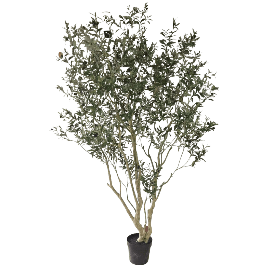 Olijfboom 260cm