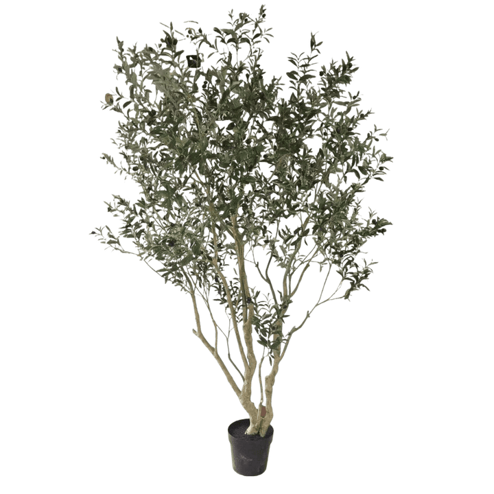 Olijfboom 260cm