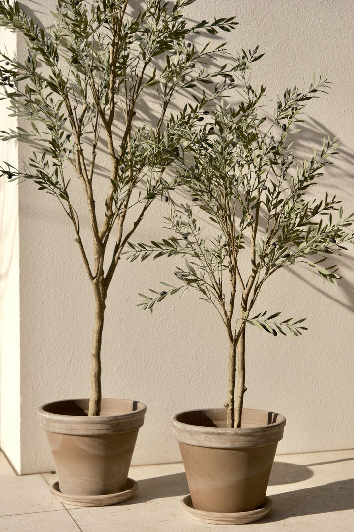 Olijfboom 120cm (UV)