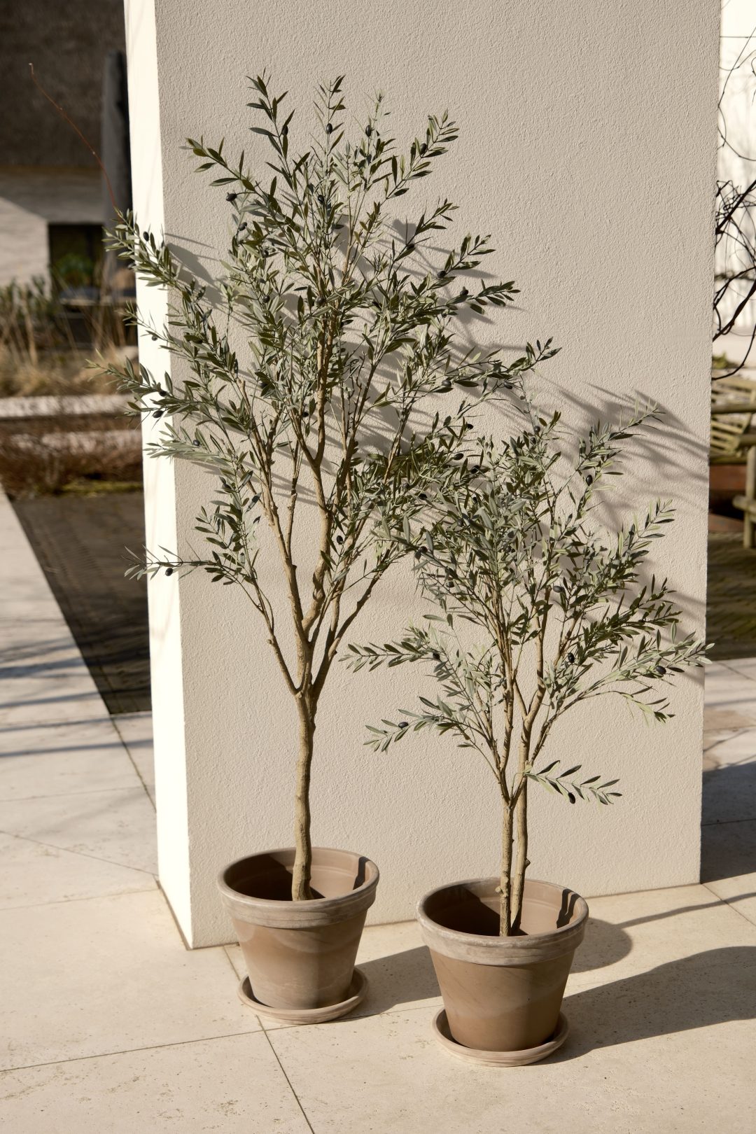 Olijfboom 120cm (UV)